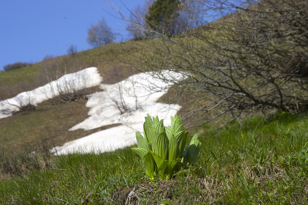 Image of Veratrum lobelianum specimen.