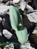 Allium karataviense ssp. henrikii