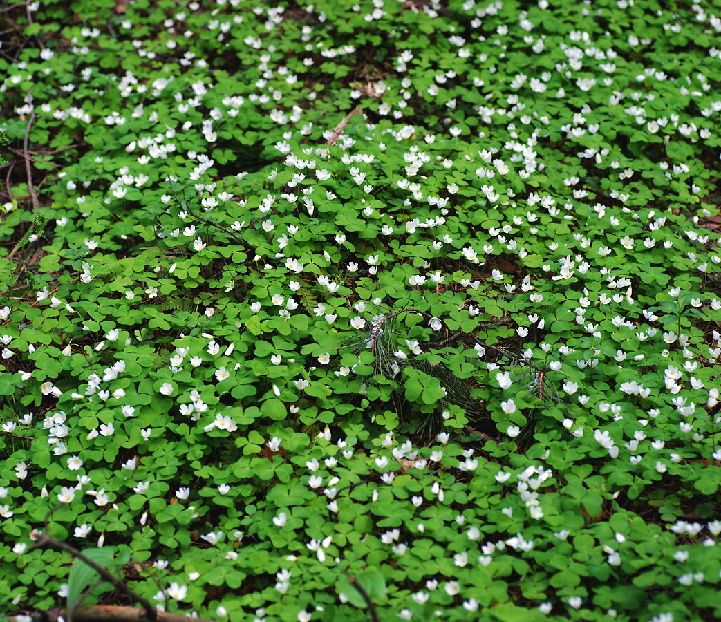 Image of Oxalis acetosella specimen.