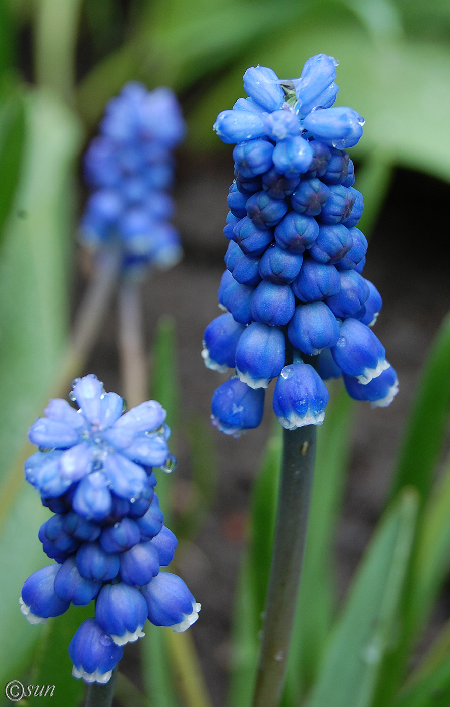 Изображение особи Muscari botryoides.