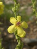 Verbascum pyramidatum