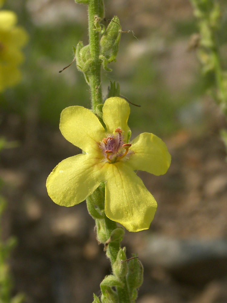 Image of Verbascum pyramidatum specimen.