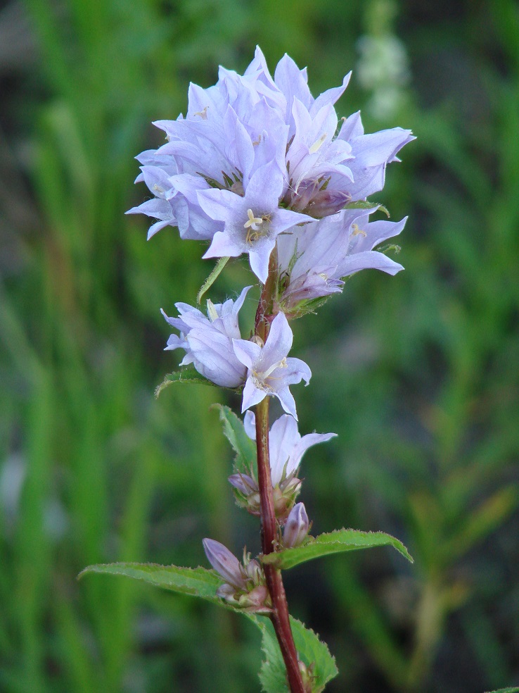 Image of Campanula glomerata specimen.