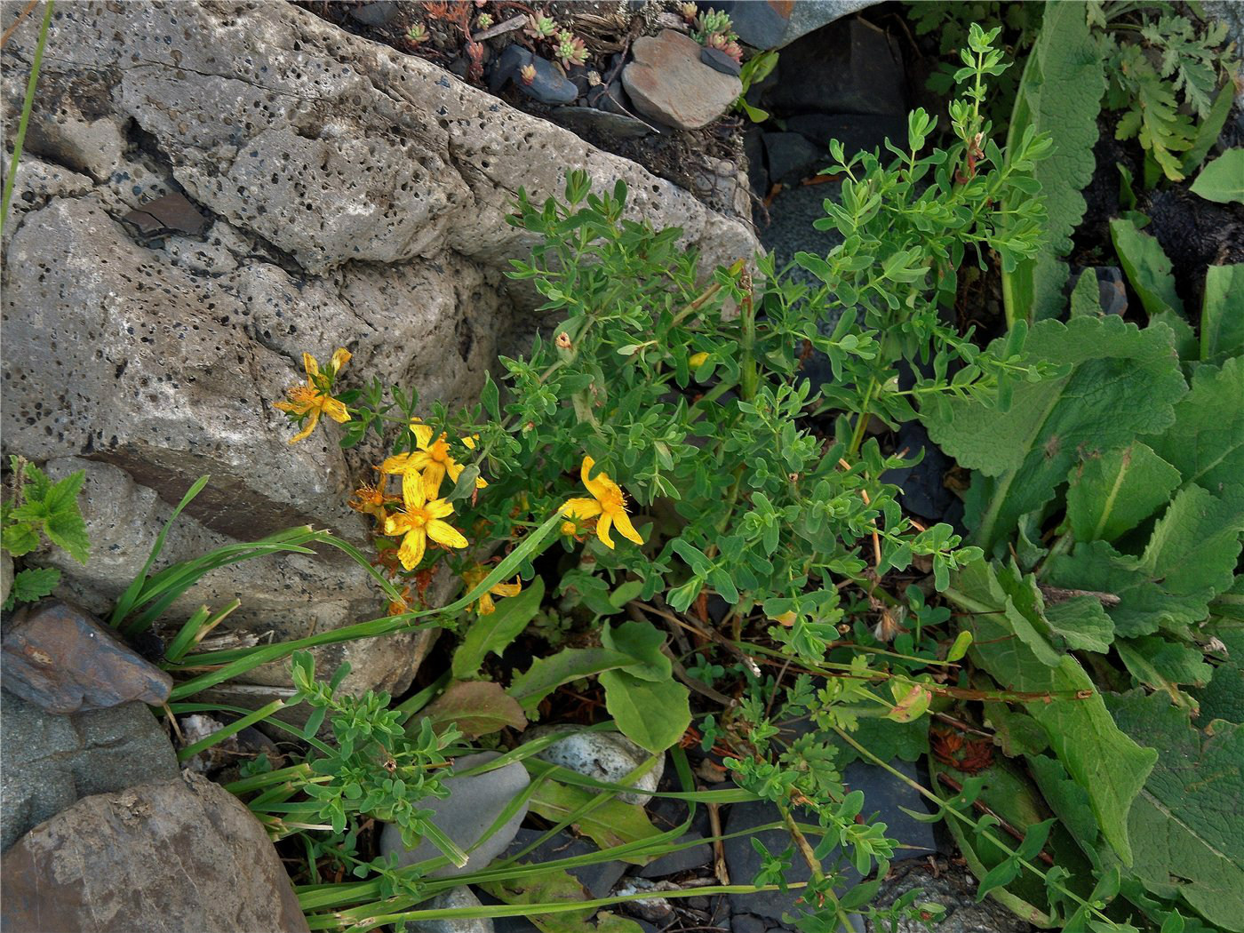 Image of Hypericum perforatum specimen.