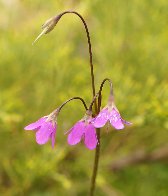 Image of Cortusa brotheri specimen.