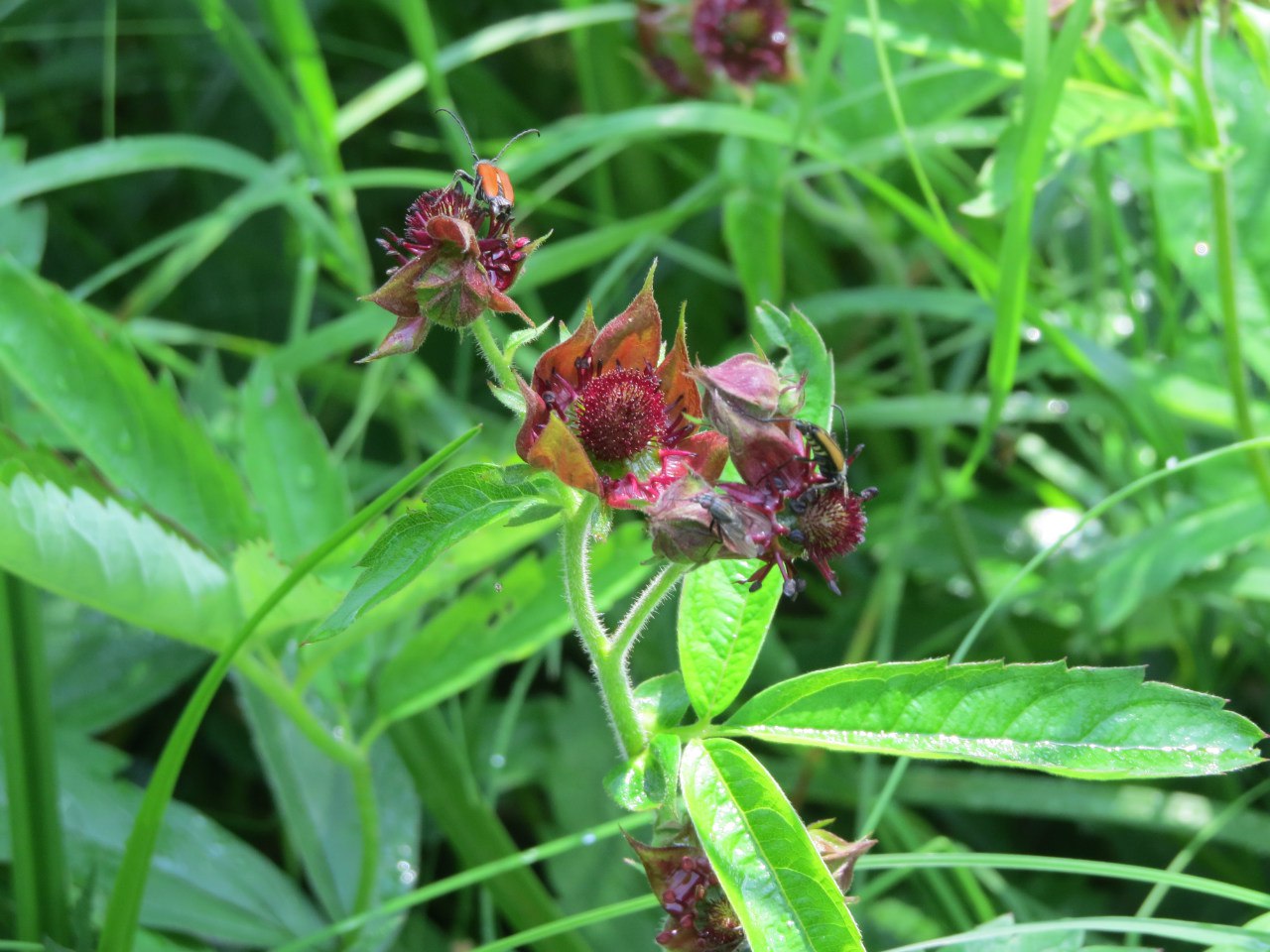 Image of Comarum palustre specimen.