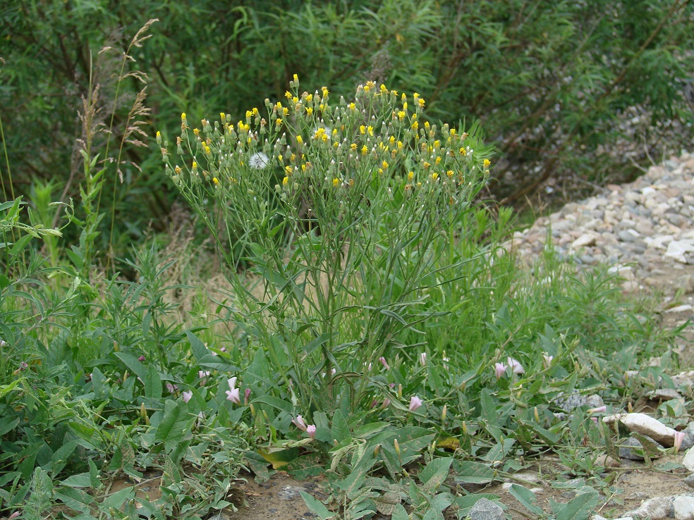 Изображение особи Crepis tectorum.