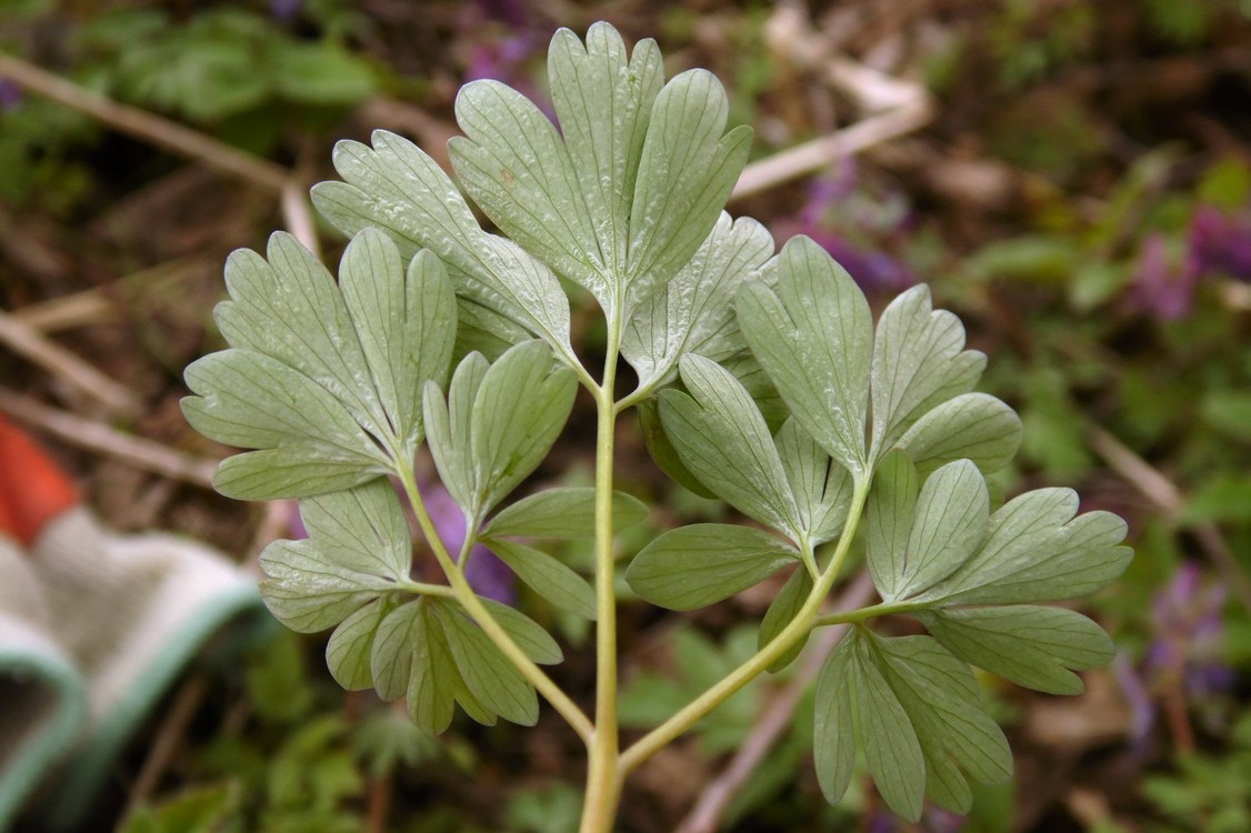 Image of Corydalis solida specimen.