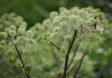 Archangelica officinalis