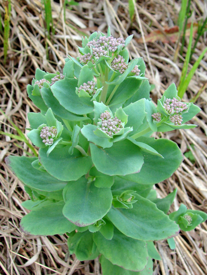 Image of Hylotelephium triphyllum specimen.