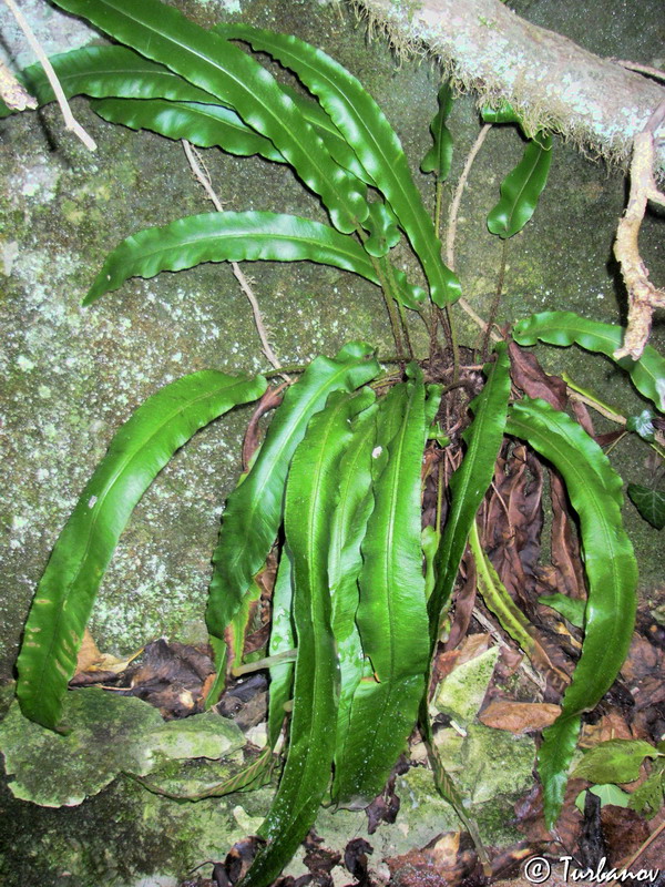 Image of Phyllitis scolopendrium specimen.