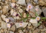 Erigeron politus