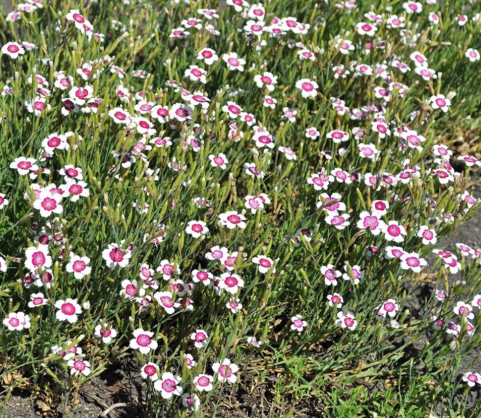 Image of Dianthus deltoides specimen.