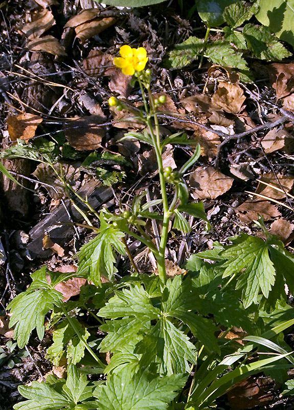 Image of Ranunculus propinquus specimen.