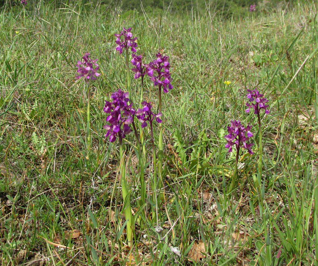 Image of Anacamptis morio ssp. caucasica specimen.