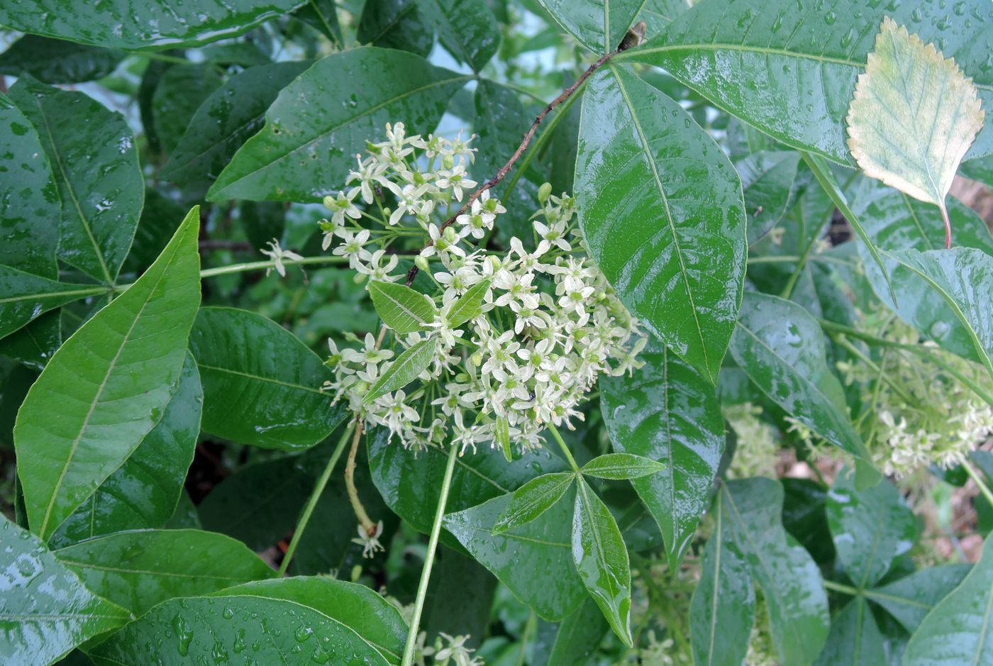 Изображение особи Ptelea trifoliata.