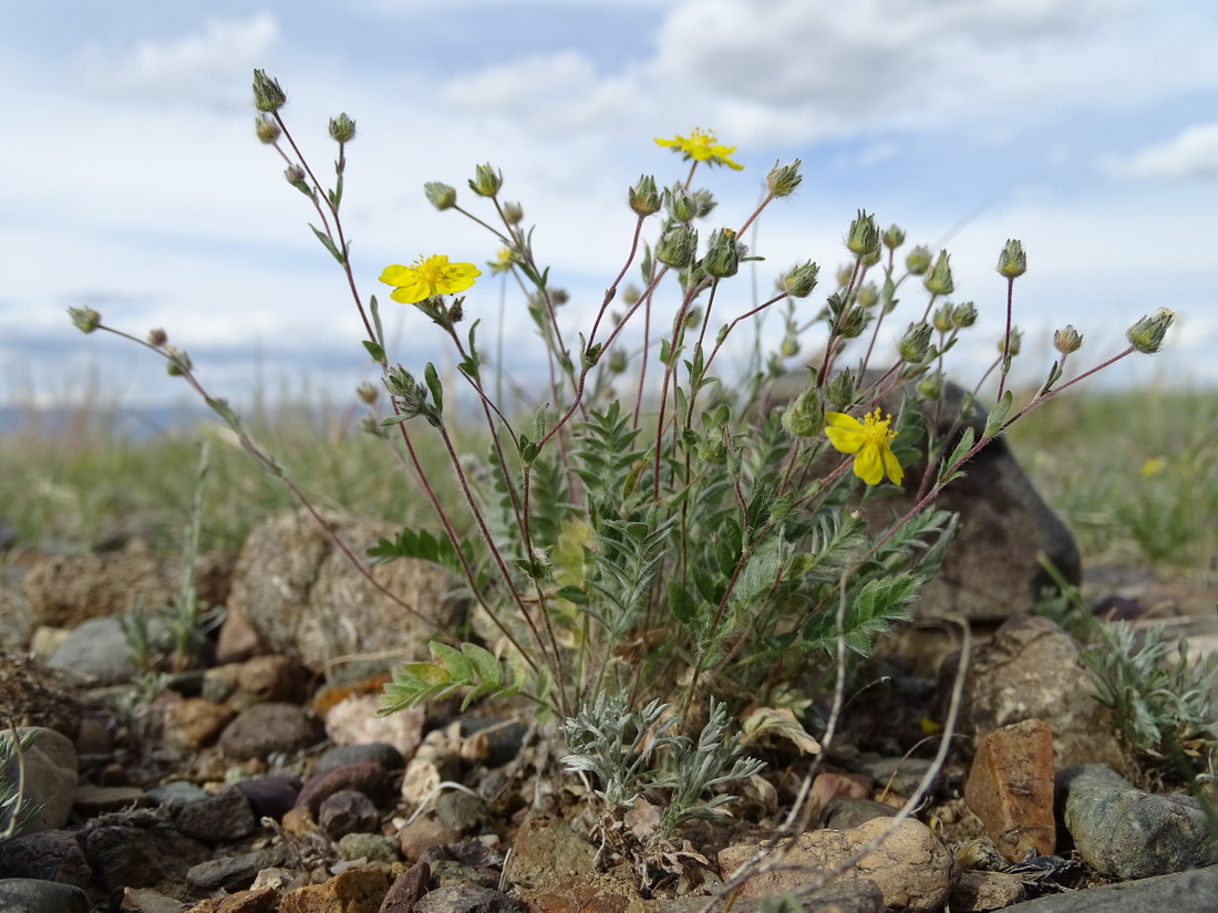 Изображение особи Potentilla astragalifolia.