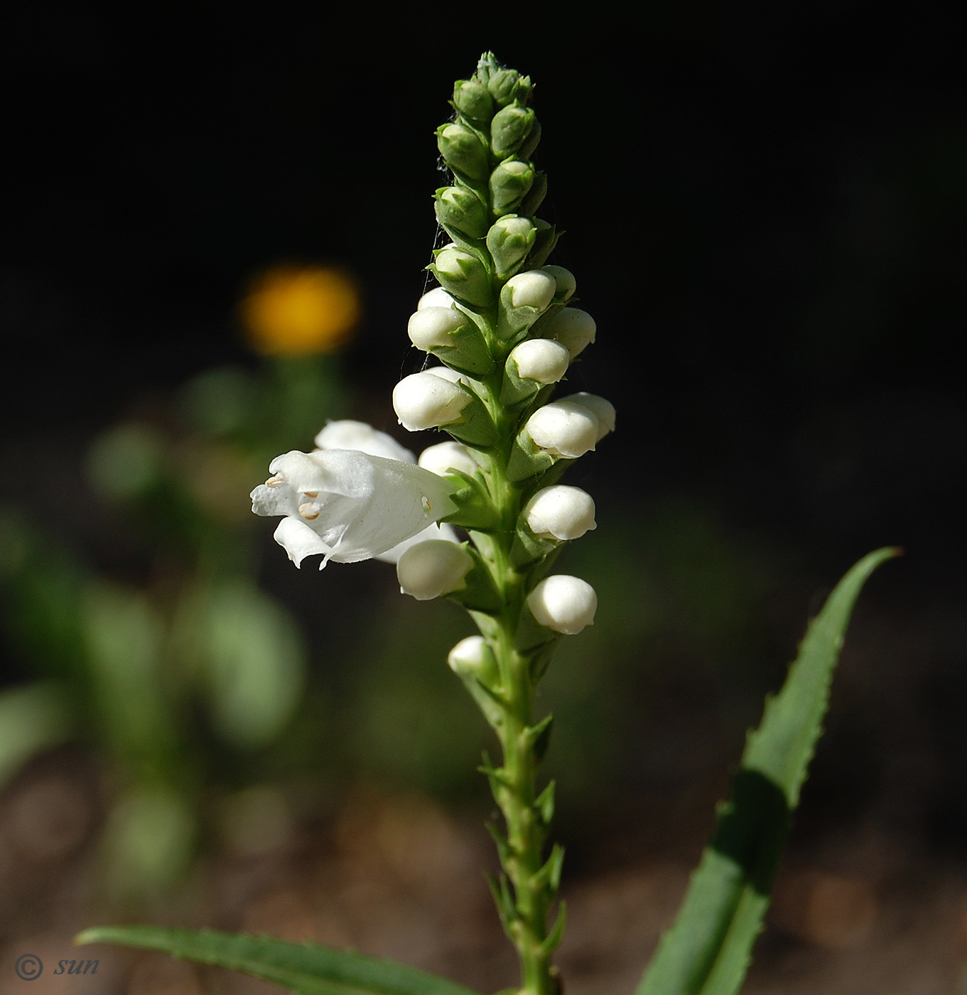 Image of Physostegia virginiana specimen.