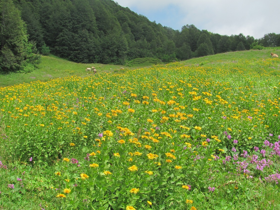 Image of Inula grandiflora specimen.