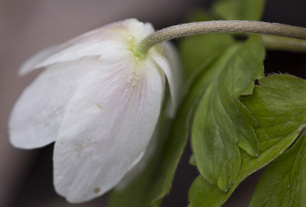 Image of Anemone nemorosa specimen.