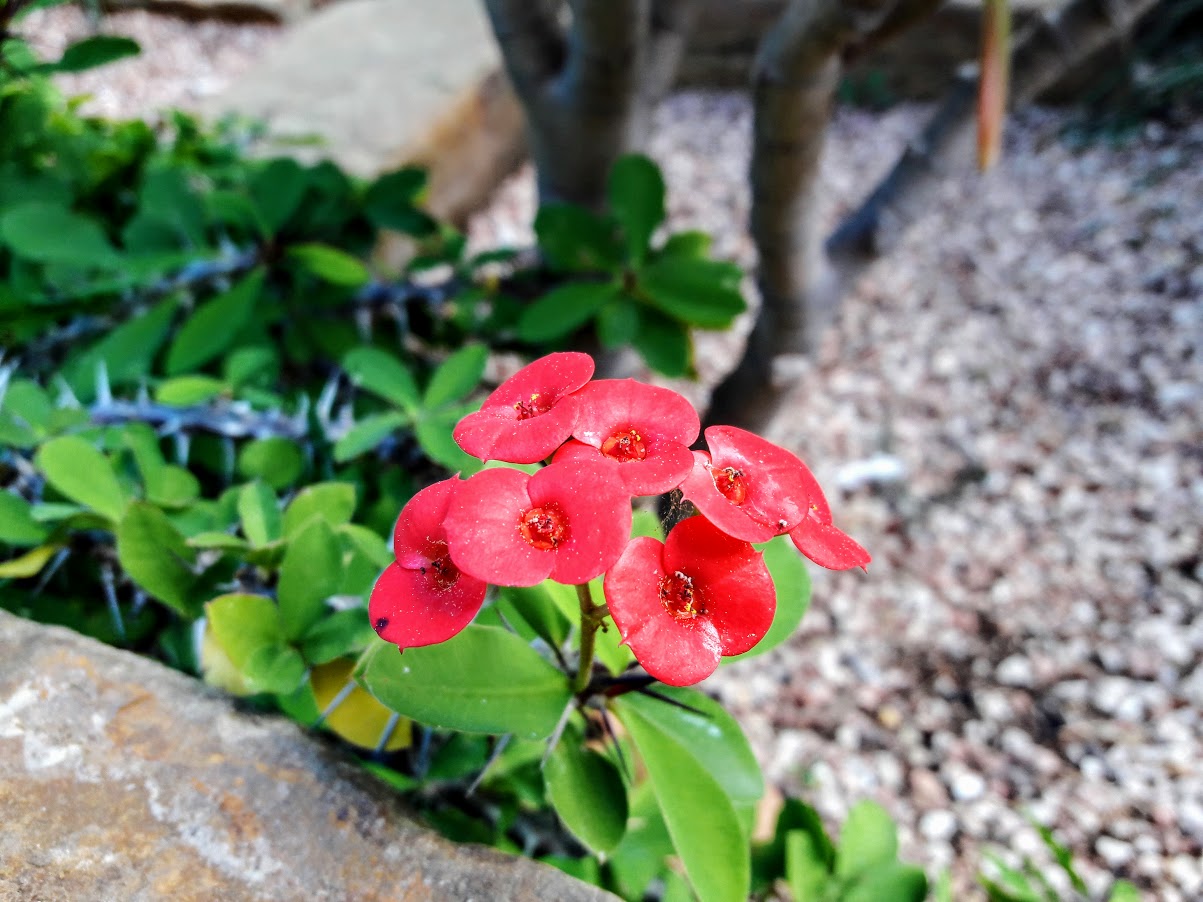 Image of Euphorbia splendens specimen.