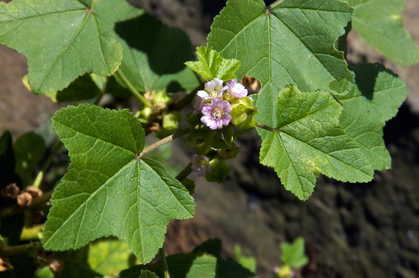 Image of Malva verticillata var. neuroloma specimen.