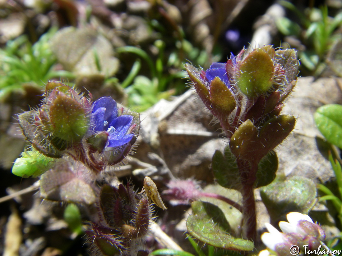 Image of Veronica triloba specimen.