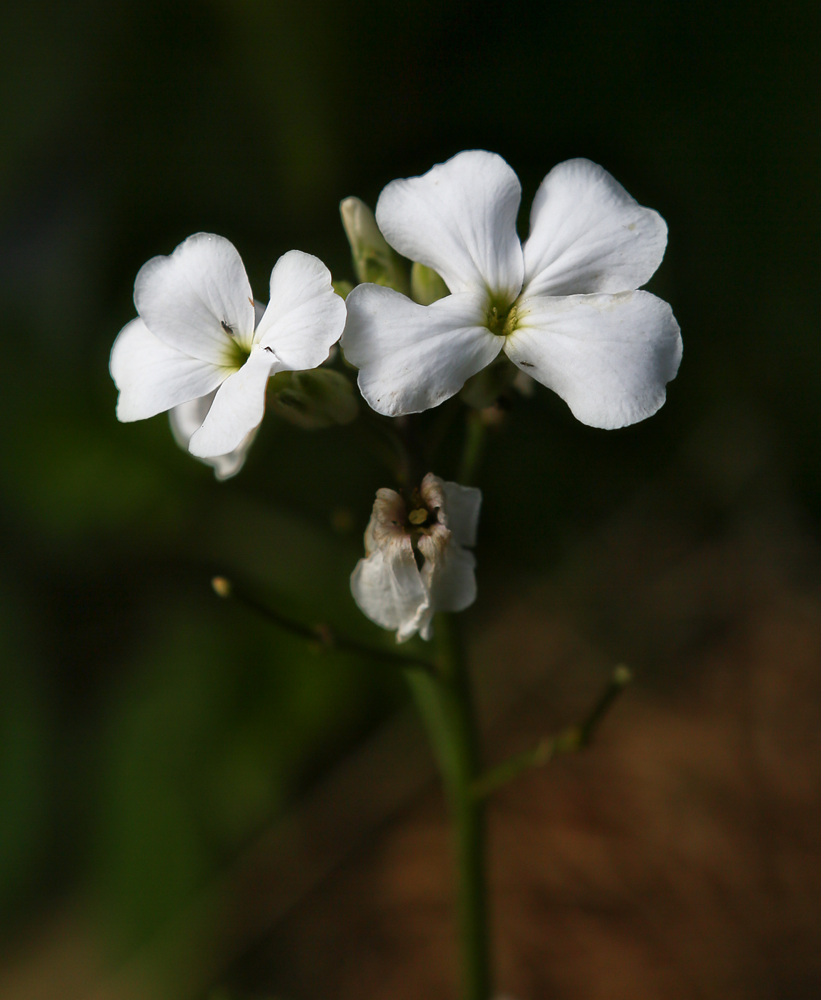 Image of genus Hesperis specimen.