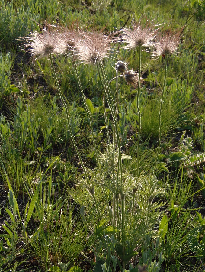 Image of Pulsatilla ucrainica specimen.