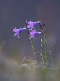 Campanula turczaninovii. Верхушка цветущего растения. Восточный Саян, хр. Большой Саян, басс. р. Хараганта, каменистый склон с луговой растительностью. 19.07.2015.