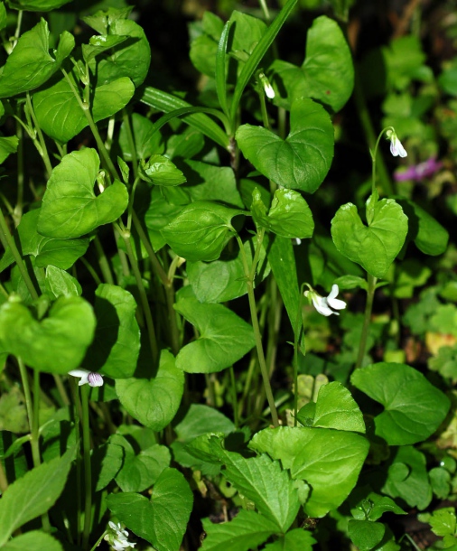 Image of Viola verecunda specimen.