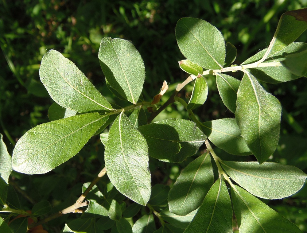 Image of Salix cinerea specimen.