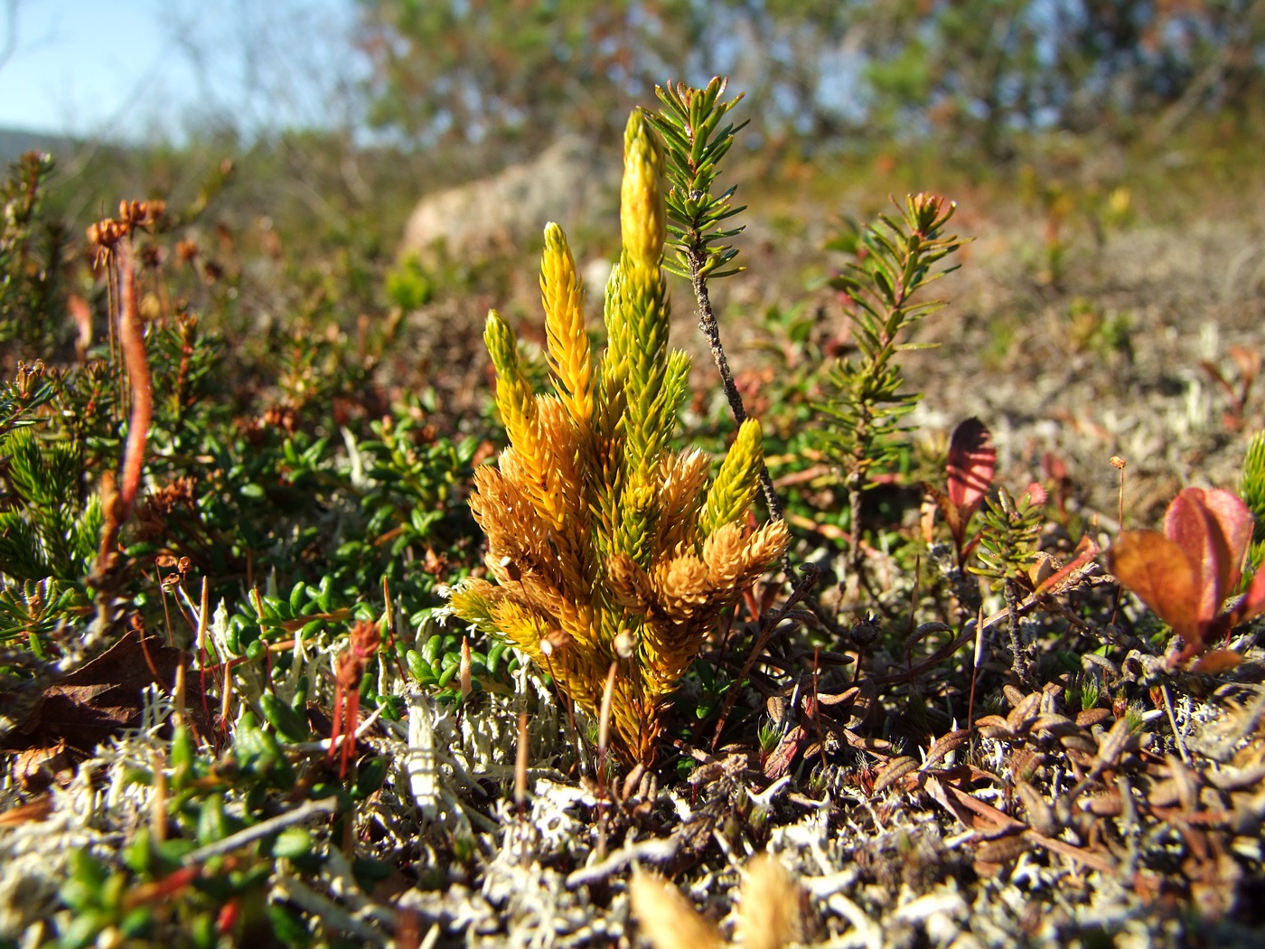 Image of Lycopodium juniperoideum specimen.