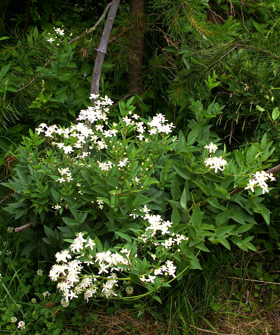 Image of Clematis recta specimen.