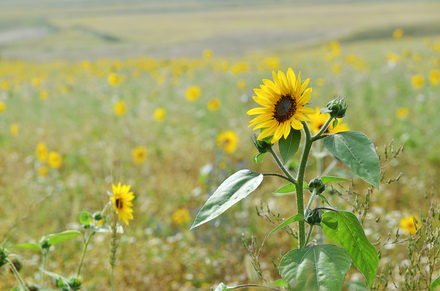 Image of Helianthus annuus specimen.