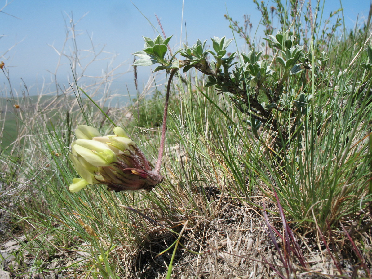 Image of Astragalus cytisoides specimen.