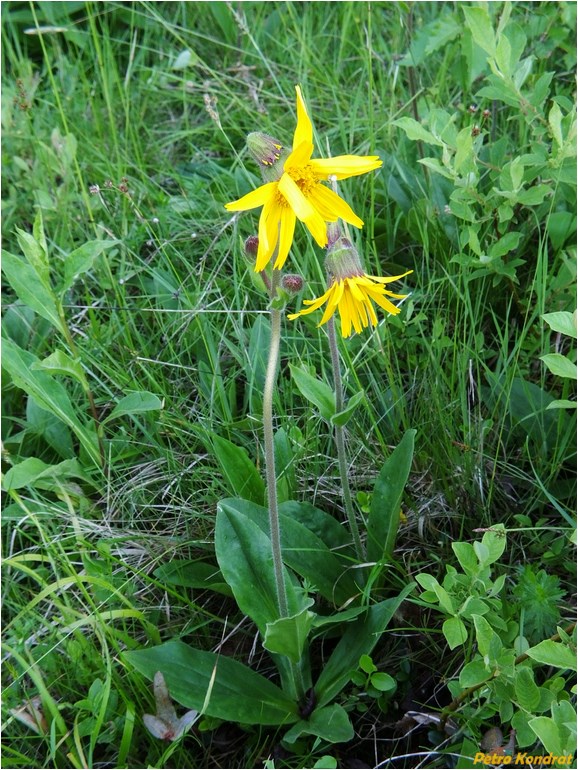 Image of Arnica montana specimen.