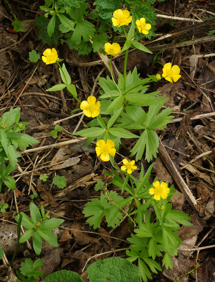 Image of genus Ranunculus specimen.