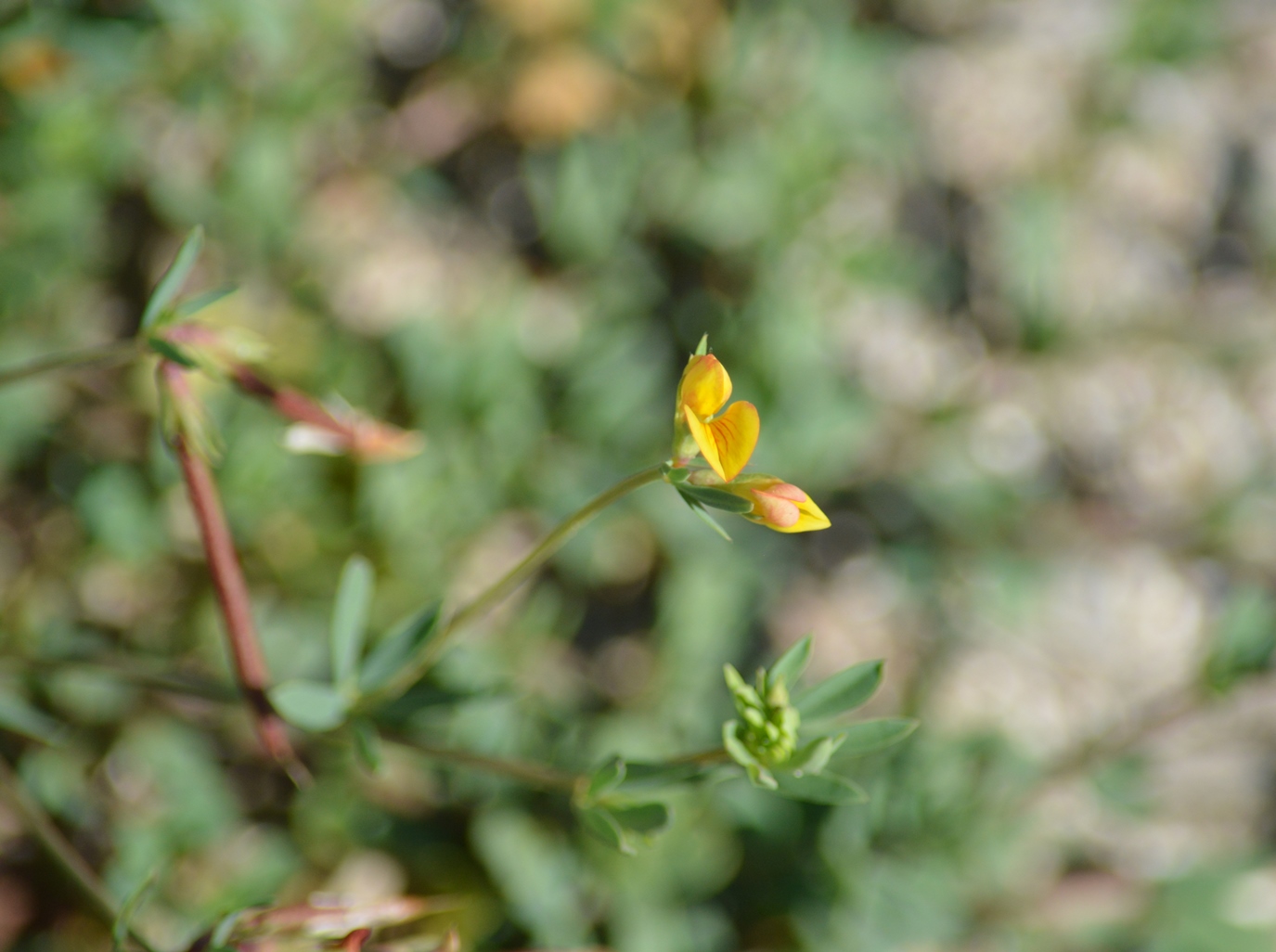 Image of Lotus frondosus specimen.