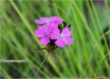 Dianthus carthusianorum. Верхушка соцветия. Украина, Ивано-Франковская обл., Болеховский горсовет, Поляницкий сельсовет, Поляницкий региональный ландшафтный парк, на сенокосном лугу. 28.06.2017.