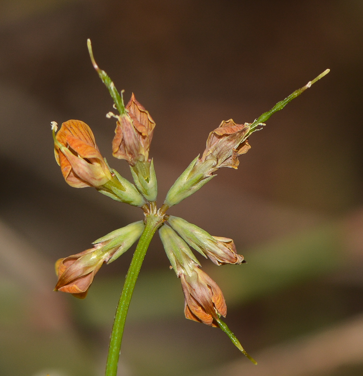 Image of Hippocrepis multisiliquosa specimen.