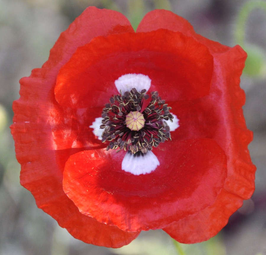 Image of Papaver rhoeas specimen.