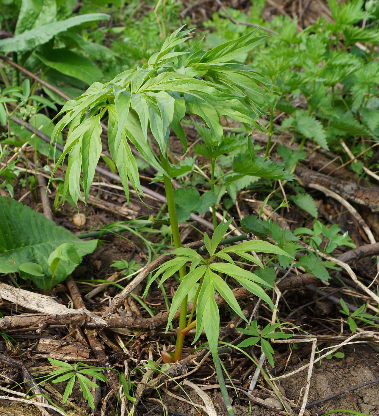 Image of Paeonia anomala specimen.