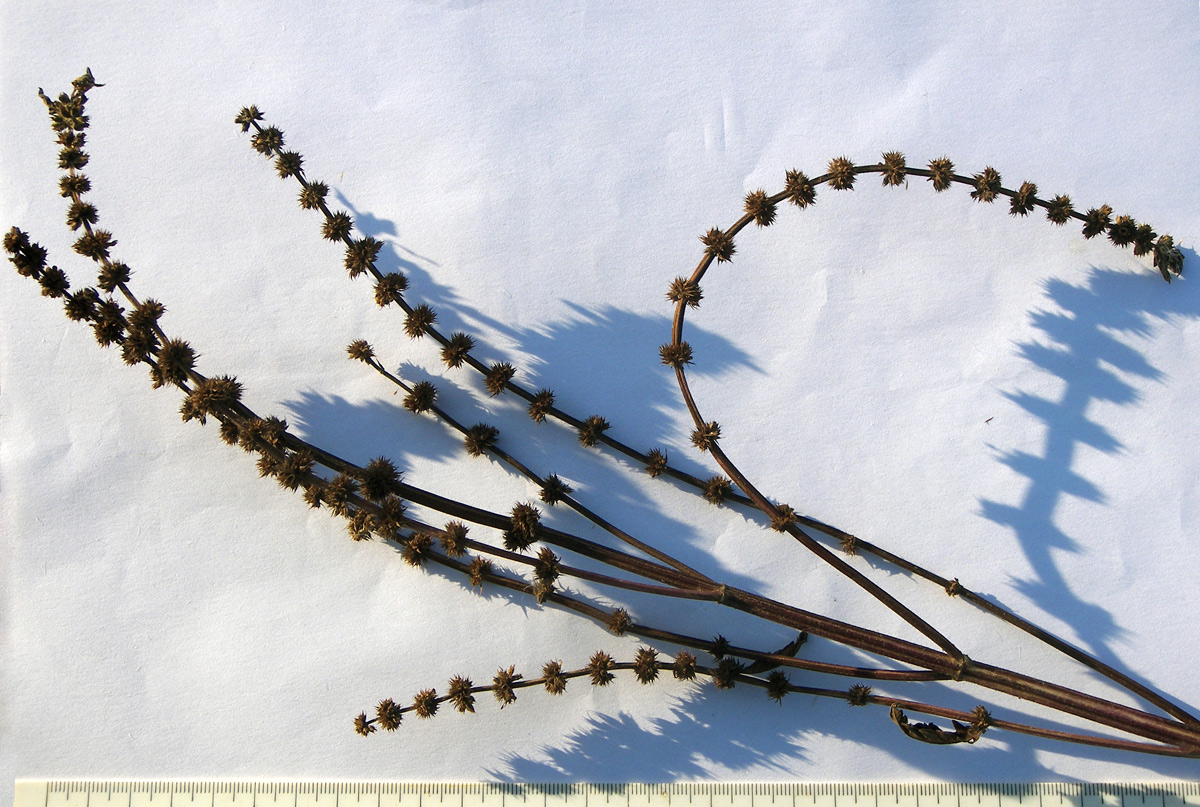 Image of Lycopus europaeus specimen.