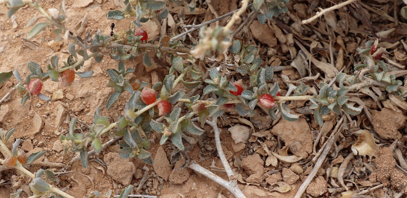 Image of Atriplex semibaccata specimen.