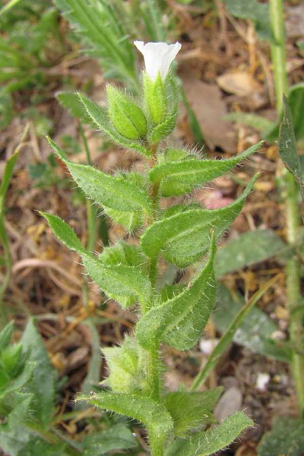 Image of Nonea echioides specimen.