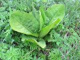 Lysichiton camtschatcensis