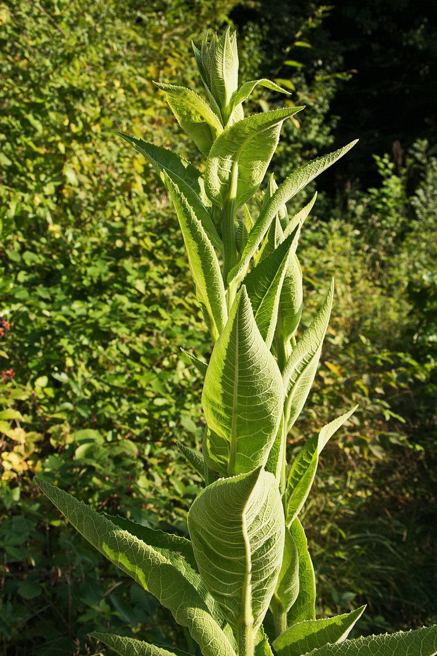 Image of Inula helenium specimen.