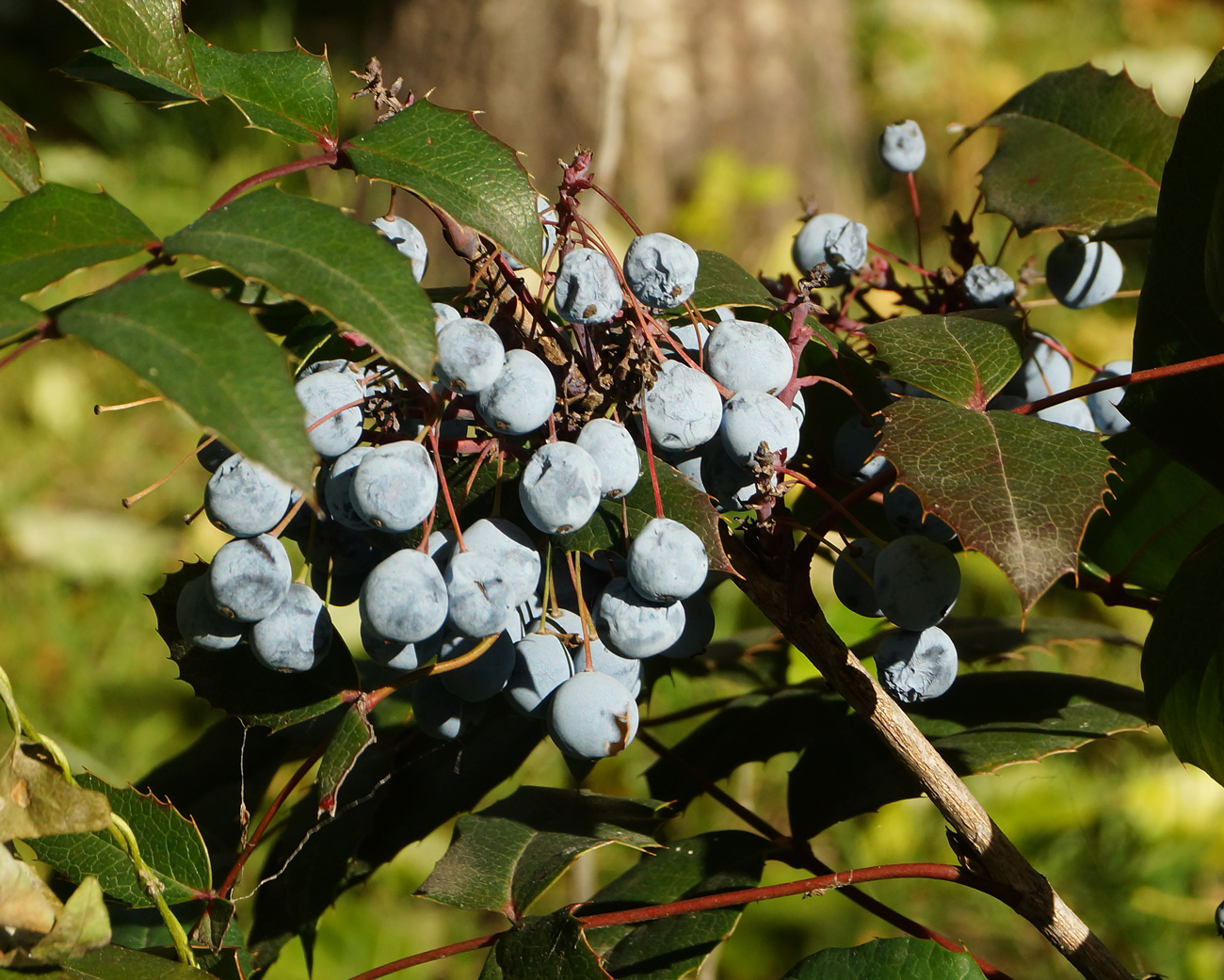 Image of Mahonia aquifolium specimen.