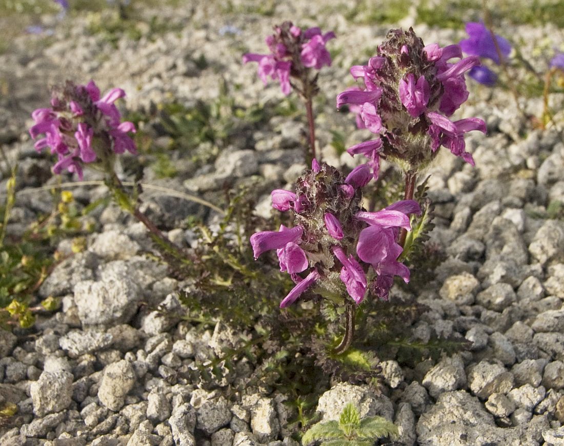 Изображение особи Pedicularis crassirostris.